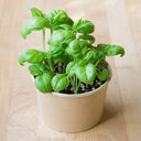 Mini pot de semences